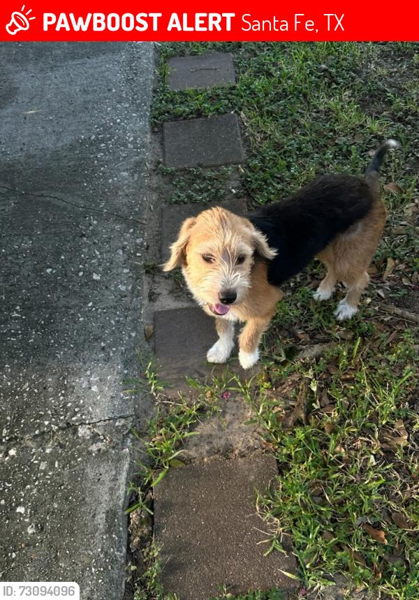 Lost Female Dog last seen South jackson street Santa Fe Tx near senior center and resale shop, Santa Fe, TX 77517