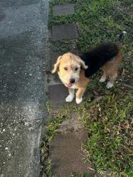 Lost Female Dog last seen South jackson street Santa Fe Tx near senior center and resale shop, Santa Fe, TX 77517