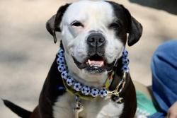 Shelter Stray Female Dog last seen Forest Avenue, STATEN ISLAND, NY, 10301, 3139 Veterans Rd W, Staten Island, NY 10309, USA