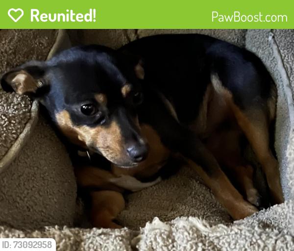 Reunited Female Dog last seen Wexler Peak Antioch Ca, Antioch, CA 94531