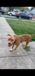 Lost Female Dog last seen Washington st, South Bend, IN 46619