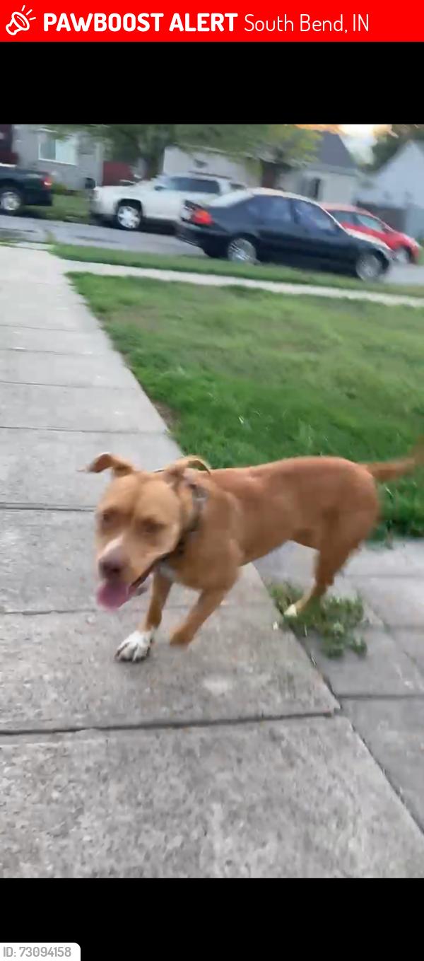 Lost Female Dog last seen Washington st, South Bend, IN 46619