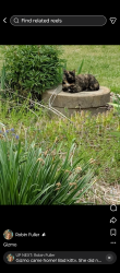 Lost Female Cat last seen Powerline road and North hwy 87, Elon, NC 27244