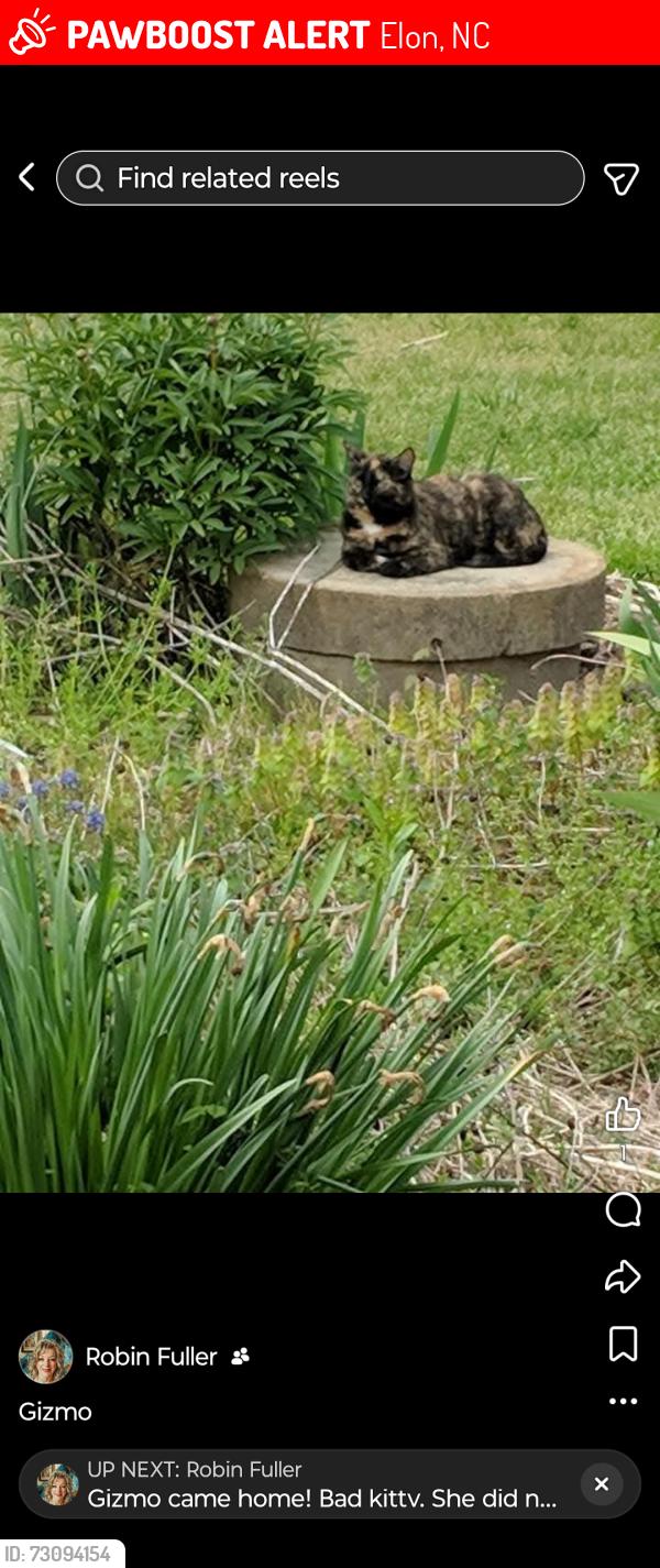 Lost Female Cat last seen Powerline road and North hwy 87, Elon, NC 27244