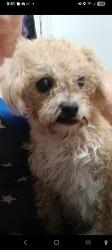 Reunited Female Dog last seen Bilbil and holiday overlook, Villa Rica, GA 30180