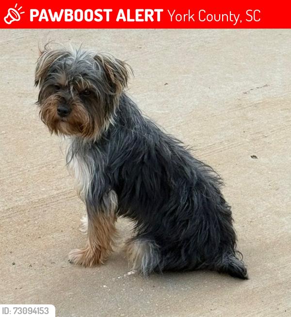 Lost Male Dog last seen Reservation rd, York County, SC 29704