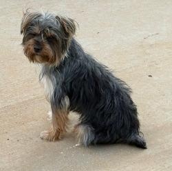 Lost Male Dog last seen Reservation rd, York County, SC 29704