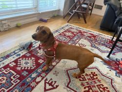 Lost Female Dog last seen Sutton Street and Saugus Avenue in Sherman Oaks, Los Angeles, CA 91403