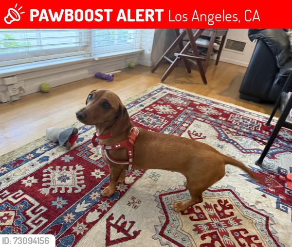 Lost Female Dog last seen Sutton Street and Saugus Avenue in Sherman Oaks, Los Angeles, CA 91403