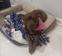 Reunited Female Dog last seen Near Jessie Davis , Douglasville, GA 30134