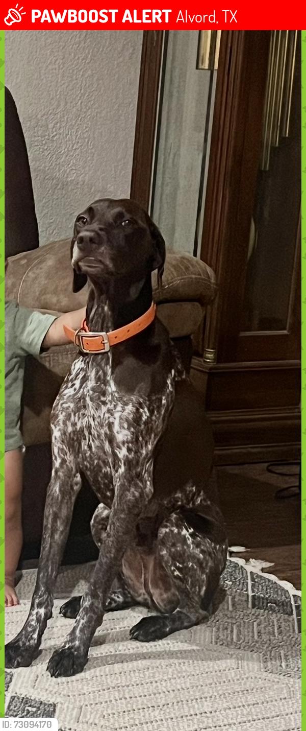 Lost Male Dog last seen S Wickham street in Alvord, Tx, Alvord, TX 76225