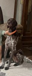 Lost Male Dog last seen S Wickham street in Alvord, Tx, Alvord, TX 76225