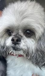 Lost Male Dog last seen King drive, Chicago, IL 60619