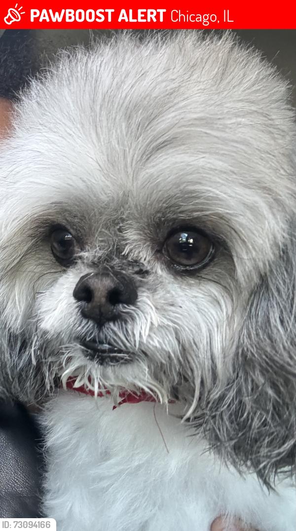 Lost Male Dog last seen King drive, Chicago, IL 60619