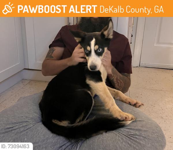 Found/Stray Male Dog last seen I-20, DeKalb County, GA 30316