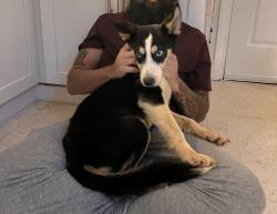 Found/Stray Male Dog last seen I-20, DeKalb County, GA 30316