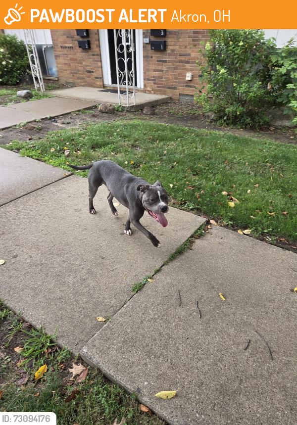 Found/Stray Male Dog last seen Zahn, Treeside, Akron, OH 44313