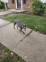 Found/Stray Male Dog last seen Zahn, Treeside, Akron, OH 44313