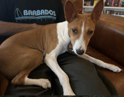 Reunited Female Dog last seen W Montrose and N Cumberland ave , Norridge, IL 60656