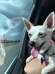 Reunited Female Dog last seen Elm Valley dr and Walnut Valley, San Antonio, TX 78242