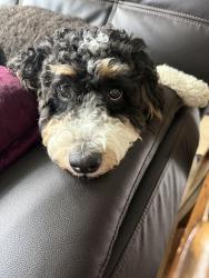 Reunited Female Dog last seen BB living Wellen park , North Port, FL 34293