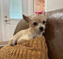 Lost Female Dog last seen Flour bluff, Corpus Christi, TX 78418
