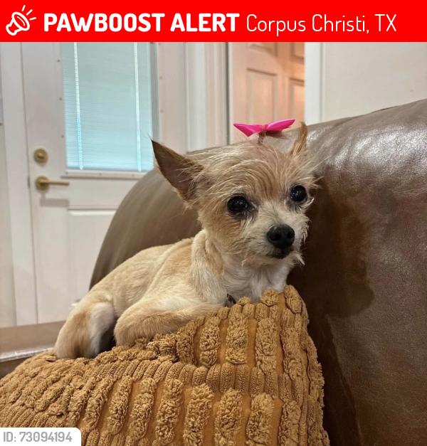 Lost Female Dog last seen Flour bluff, Corpus Christi, TX 78418
