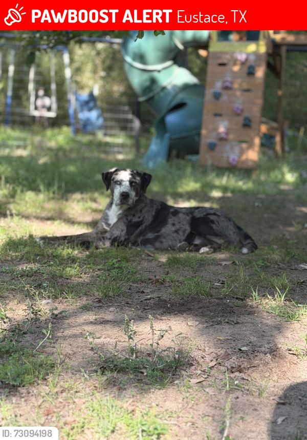 Lost Male Dog last seen County road 2919, Eustace, TX 75124