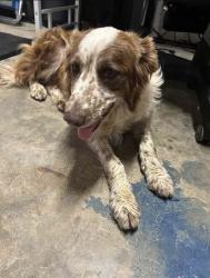 Reunited Unknown Dog last seen Glenn Rd, Anderson County, SC 29626