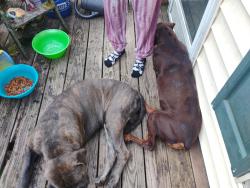 Found/Stray Male Dog last seen Easy Beaver Creek road, Knoxville, TN 37918