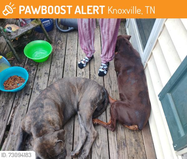 Found/Stray Male Dog last seen Easy Beaver Creek road, Knoxville, TN 37918