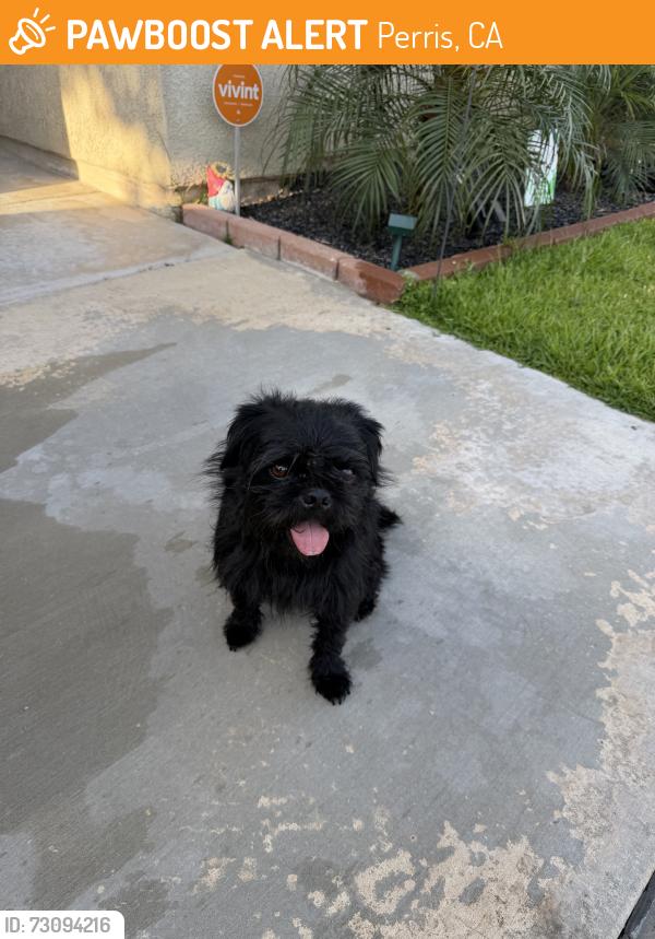 Found/Stray Unknown Dog last seen Perris Blvd & Nurvo Rd, Perris, CA 92572