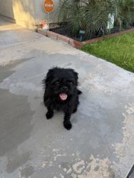 Found/Stray Unknown Dog last seen Perris Blvd & Nurvo Rd, Perris, CA 92572
