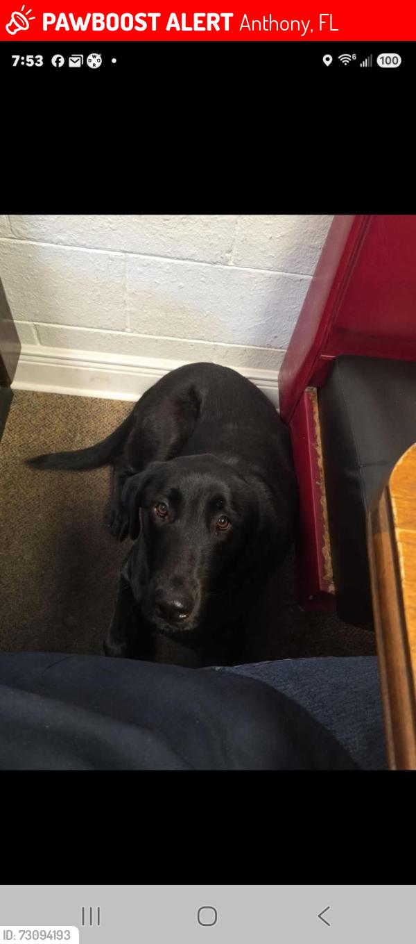 Lost Male Dog last seen 41st and 107th, Anthony, FL 32617