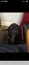 Lost Male Dog last seen 41st and 107th, Anthony, FL 32617