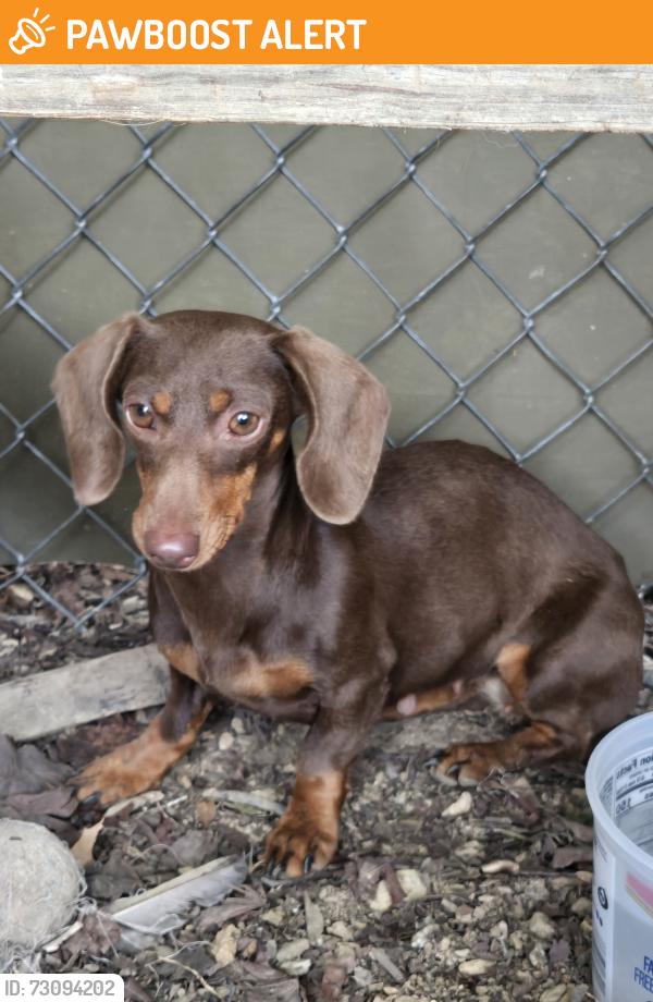 Found/Stray Female Dog last seen Deck Rd, close to 419, Tulpehocken Township, PA 19507