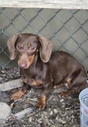 Found/Stray Female Dog last seen Deck Rd, close to 419, Tulpehocken Township, PA 19507