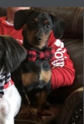 Reunited Male Dog last seen Ooltewah Georgetown Road, Ooltewah, TN 37363