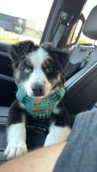 Lost Male Dog last seen FM 1001 and CR 3320, Mount Pleasant, TX 75455