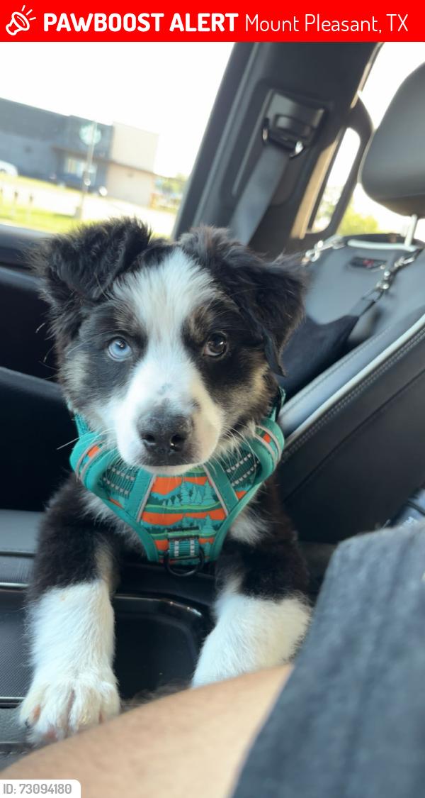 Lost Male Dog last seen FM 1001 and CR 3320, Mount Pleasant, TX 75455