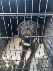 Found/Stray Male Dog last seen Near target, Fairfield, CA 94533
