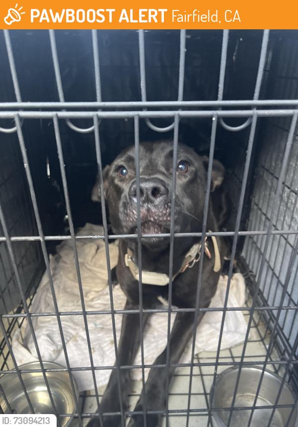 Found/Stray Male Dog last seen Near target, Fairfield, CA 94533