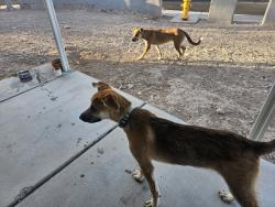 Found/Stray Male Dog last seen Carey and Carlsbad, Sunrise Manor, NV 89156