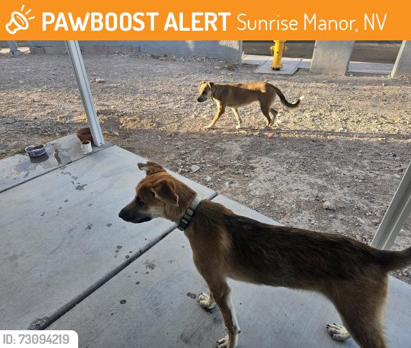 Found/Stray Male Dog last seen Carey and Carlsbad, Sunrise Manor, NV 89156