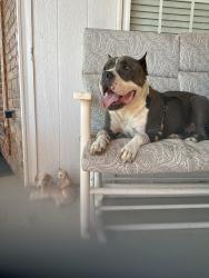 Found/Stray Male Dog last seen Bryant & Eastern, Oklahoma City, OK 73160