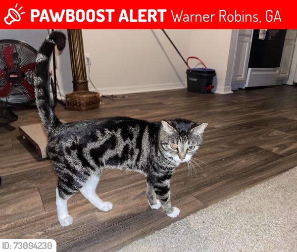 Lost Male Cat last seen Wellston park, Warner Robins, GA 31088