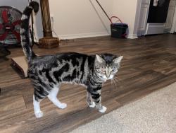 Lost Male Cat last seen Wellston park, Warner Robins, GA 31088