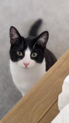 Reunited Female Cat last seen Hacton Lane and Ravenscourt drive, Greater London, England RM12 6PB