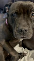 Lost Female Dog last seen Wapato hills par, Tacoma, WA 98409