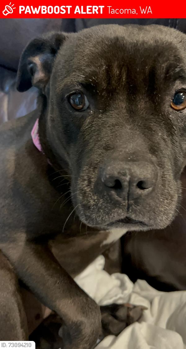Lost Female Dog last seen Wapato hills par, Tacoma, WA 98409